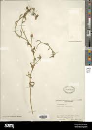 Image result for Sphaeranthus gomphrenoides