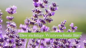 Wird der lavendel einfach nur in einen größeren topf gepflanzt, spielt der zeitpunkt keine rolle. Lavendel Uberwintern Tipps Fur Topf Und Beet Mein Schoner Garten