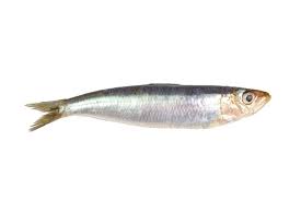 Sardine Definition And Meaning Collins English Dictionary