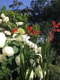 Hortensie Annabel Und Montbretie Lucifer Hortensien
