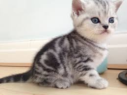 Black And Grey Tabby Kittens For Sale Stunning Bsh Spotty Tabby Kittens For Sale Swindon Wiltshire Pets4homes Cute Puppies And Kittens Kittens Cutest Tabby Kitten