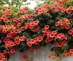 This handy, printable chart lists popular, flowering perennials, and their bloom times through the seasons. Trumpet Vine Flower Grow 6 8 Feet Tall Live Plant Perennial Zone 4 9 Usa Seller Spring Shipping Star In 2021 Trumpet Vine Growing Flowers Climbing Flowers