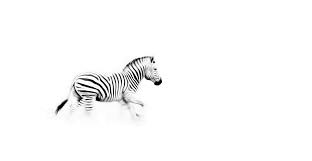 Black And White Fine Art Wildlife Print Of A Running Zebra By Wildlife Photographer Dave Hamman Wildlife Prints African Wildlife Wildlife