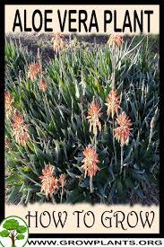 Aloe plants must be four or more years old before they produce reliable seed. Aloe Vera Plant How To Grow Care