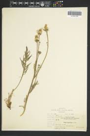 Image result for Crepis urundica