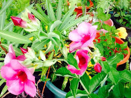 We did not find results for: Look Like Yellow Bell But This One Is Maroon Pinkish Flowers Plants Flowers Pinkish