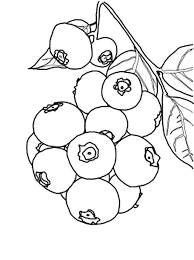 It can only be found in northern latitudes. Blueberry Coloring Pages Best Coloring Pages For Kids