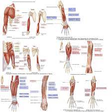 Unique rope triceps isolation training action, breaking through the arm circumference, creating strong arm muscles. Anatomy Arm Muscles Diagram Quizlet