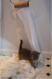 Millie The Little Gray Rescue Cats And Kittens Kittens Happy Pictures