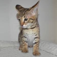 Giraffe walking along maasai mara national reserve savannah. Savannah Kittens Kitten For Sale Savannah Cats