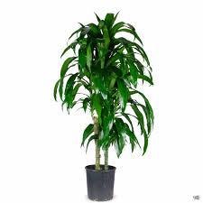 Image result for Dracaena laxissima