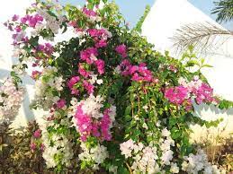 How To Grow Bougainvillea Bougainvillea Balinese Garden Plants