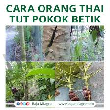 Di sini video menunjukan bagaimana cara untuk membuat tut pokok rambutan.100% berjaya. Baja Milagro Cara Orang Thai Tut Pokok Betik 1 Facebook