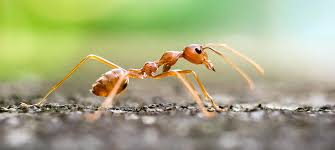 Image result for Fire Ant Sting