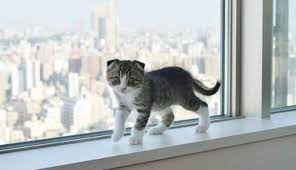 scottish fold ozellikleri ve bakimini 7 adimda ogrenin scottish fold cat scottish fold cats