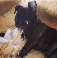 Things that make you go aww! Pug Mix Look Book 40 Pug Cross Breeds Weird World