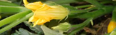 Butternut squash is a real labor intensive gourd to prepare and i steer clear from them when i can. Edible Squash Blossoms Melinda Myers