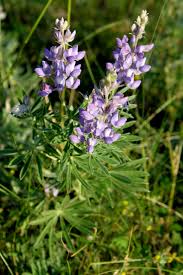 Perennial lupines flower during their first or second year of growth and will produce blooms from late spring to summer each year. Miss Rumphius Fi Ar Delightful Learning