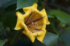 Image result for Solandra maxima