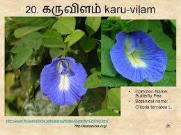 For this reason we would advise you consult a local imam for verification before deciding to keep a name for your baby. 20 à®•à®° à®µ à®³à®® Karu Viá¸·lam Tree With Red Flowers Flower Names Flowers Nature