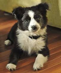 Border Collie Australian Shepherd Mix Black And Brown Charming Border Collie Australian Shepherd Mix Puppy Picture Border Collie Mix Puppies Collie Mix Border Collie Dog