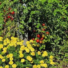 Check spelling or type a new query. Tomato Plant Companions What Are Good Companions For Tomatoes