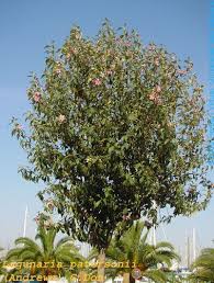 Image result for Lagunaria patersonia