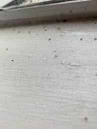 Bugs In Window Sill. What Is It? : R/Whatsthisbug