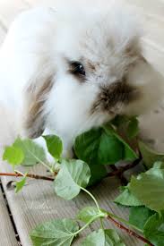 /r/rabbits is an open community where users can learn, share cute pictures, or ask questions report any excessive reposts or posts that violate subreddit rules. Lionhead Rabbits Complete Guide To Care Lifespan Breed Info And Faqs Northern Nester