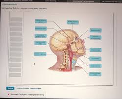 So you want to learn entity relationship diagrams? Solved Pearson S Mylab Mastering Bsc2094 2020 Laun Chegg Com