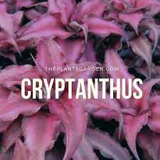 Cryptanthus Care And Grow Bromeliads Plants Plant Care Today