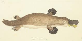 Image result for Platterpus