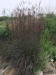 Image result for Andropogon