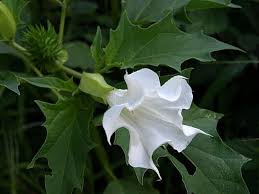 See more ideas about plants, planting flowers, flower garden. Thorn Apple Thorn Apple Wild Flower Finder