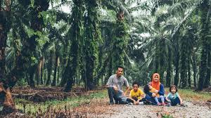 Minyak kelapa sawit berkhasiat mengatasi kulit kering bahkan mencegah kanker. Merakam Foto Keluarga Di Ladang Kelapa Sawit Kuala Langat