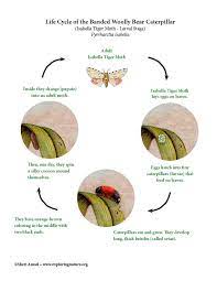 Black Woolly Bear Caterpillar Life Cycle