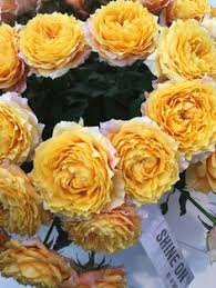 Maybe you would like to learn more about one of these? 38 Best Holland Flowers Ideas Holland Flowers Flowers Holland