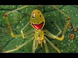 Hawaiian Happy Face Spider Theridion Grallator Youtube