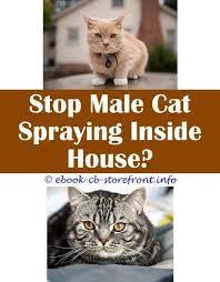 16 Awesome Stop Cats From Spraying Outdoors Male Cat Spraying Cat Spray Cats