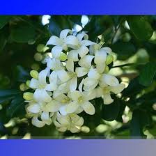 Image result for Murraya paniculata