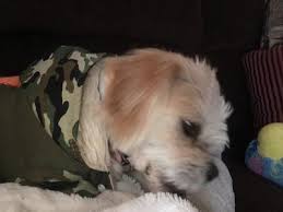 None of them had any adverse events or side effects after using capstar tablets. Capstar Fast Acting Oral Flea Treatment For 2 25lb Dogs 6 Doses Walmart Com Walmart Com