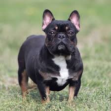 Black And Tan Merle Frenchie For Sale Saint Black And Tan French Bulldog French Bulldog Breed Bulldog Breeds French Bulldog