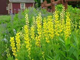 Check spelling or type a new query. Better Together Baptisias