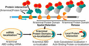 Then, through another process known as translation, ribosomes 'read' the mrna, and follow the instructions, creating the protein step by step. Nanoparticle Based Local Translation Reveals Mrna As A Translation Coupled Scaffold With Anchoring Function Pnas