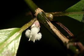 Image result for Lasianthus kilimandscharicus