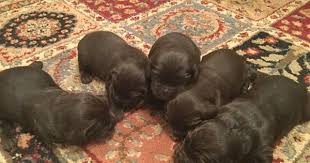 Puppies will be up to date on shots and deworming. Litter Of 5 Boykin Spaniel Puppies For Sale In Fort Mill Sc Adn 53647 On Puppyfinder Com Gender Male S And Fe Boykin Spaniel Puppies Puppies Boykin Spaniel
