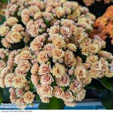 Image result for Kalanchoe rosalina