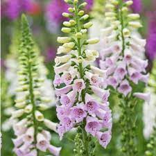 Camelot Lavender Foxglove Digitalis American Meadows