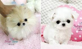 Golden chocolate teacup dachshund puppies puppy love ceramic salt pepper shakers. Rspca Warns Over Teacup Puppies Bred On S Korean Farms And Sold Over Facebook Daily Mail Online