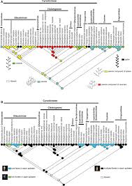 Image result for Centropodia